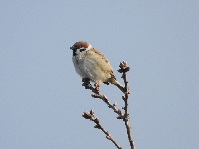 Tree Sparrow