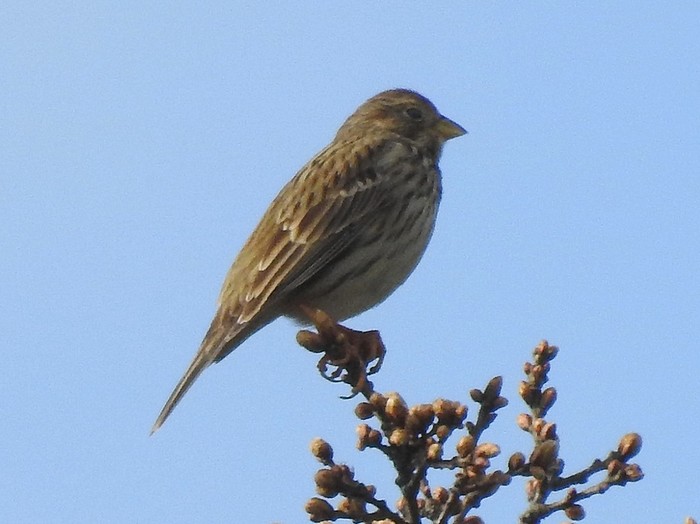 Corn Bunting