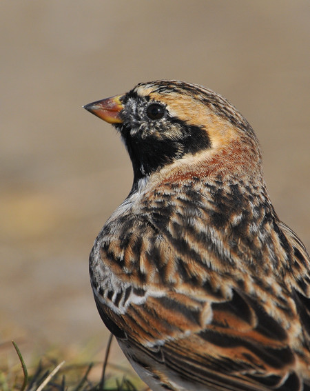 Lapland Bunting