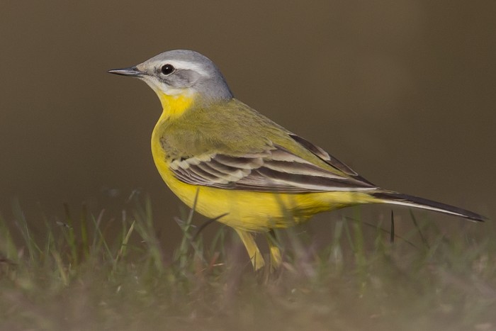 Channel Wagtail