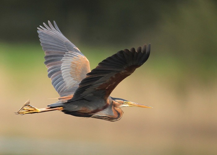 Purple Heron