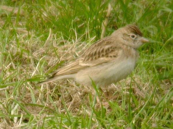 Short-toed Lark