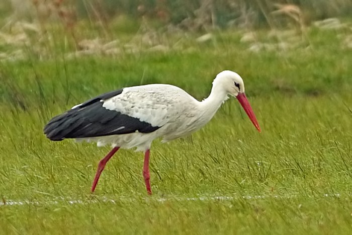 White Stork
