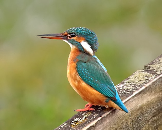 Kingfisher
