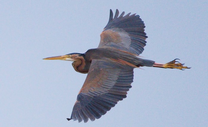 Purple Heron