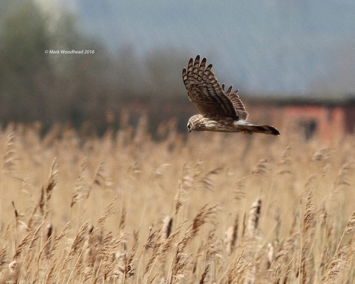 Hen Harrier