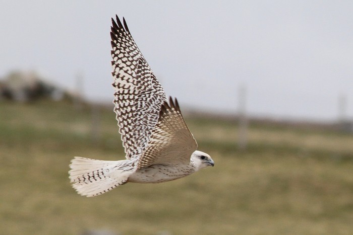 Gyr