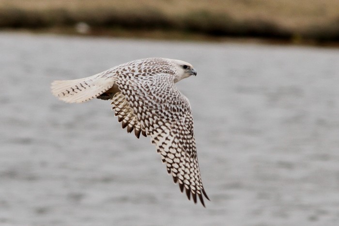 Gyr