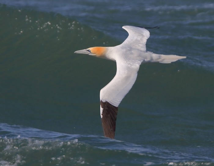 Gannet