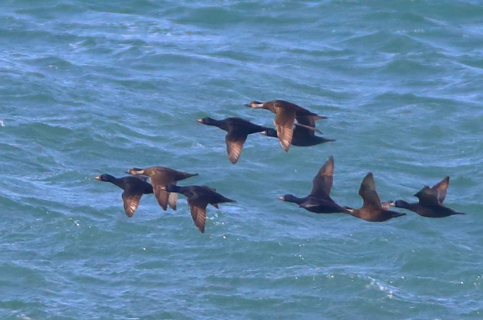 Common Scoter