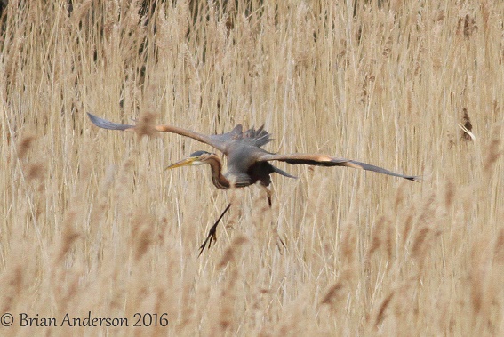 Purple Heron