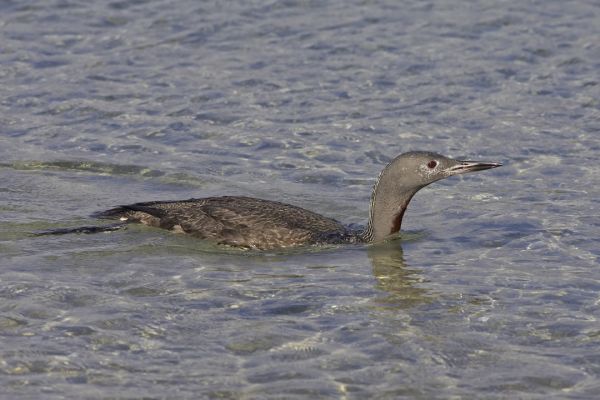 Red-throated Diver