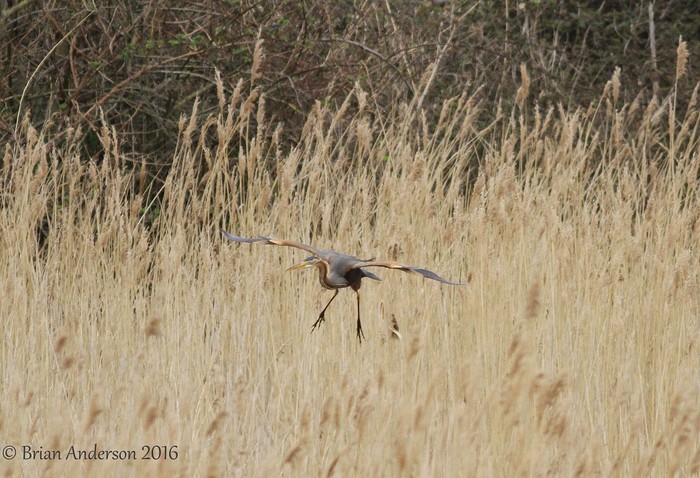 Purple Heron