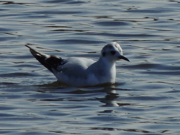 Little Gull