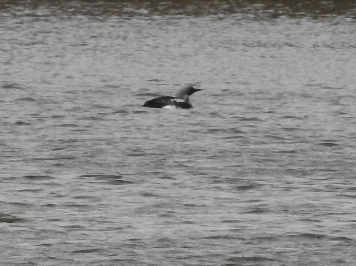 Black-throated Diver