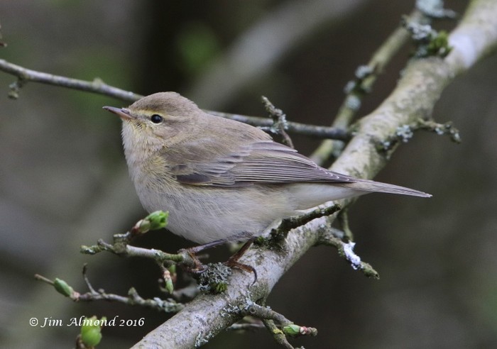 Iberian Chiffchaff