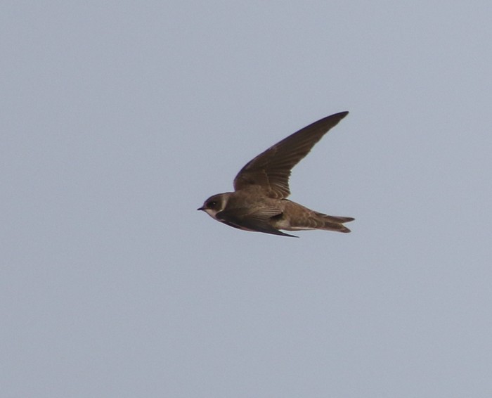 Sand Martin