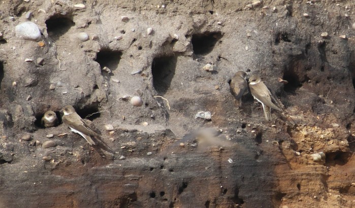Sand Martin