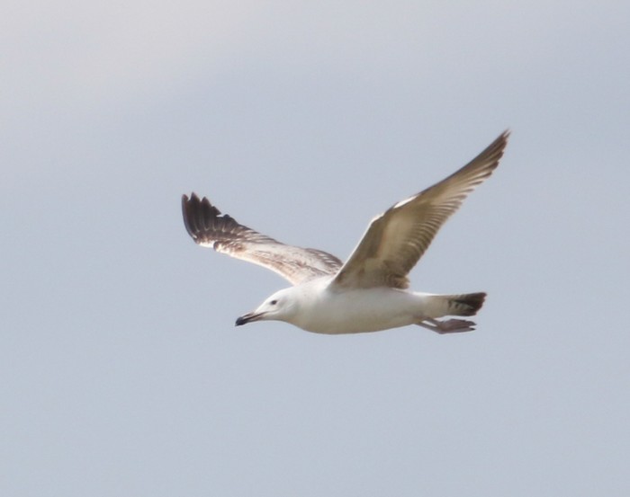 Caspian Gull