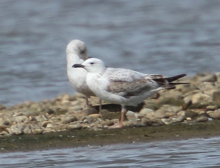 Caspian Gull