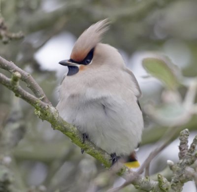 Waxwing