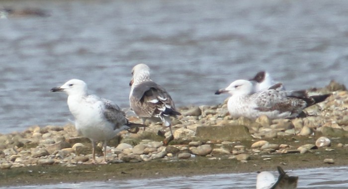 Caspian Gull