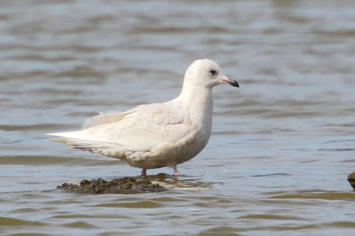 Iceland Gull