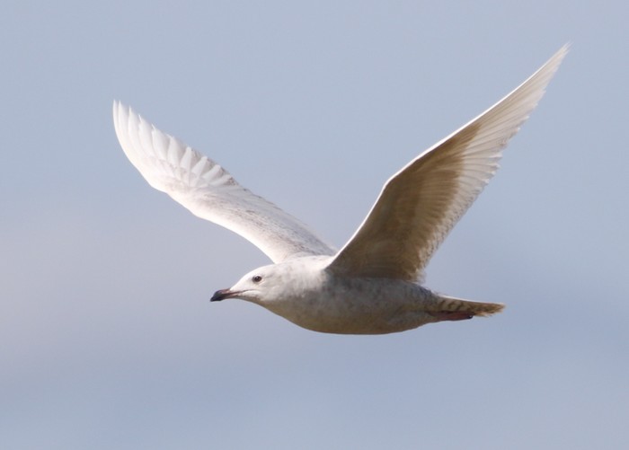 Iceland Gull