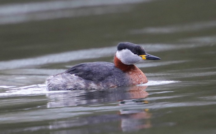 Red-necked Grebe