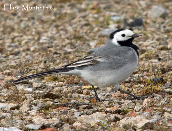 White Wagtail