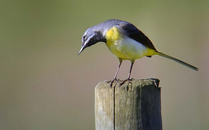 Grey Wagtail