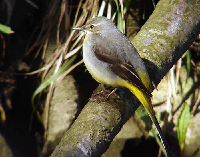 Grey Wagtail