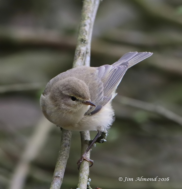 Iberian Chiffchaff
