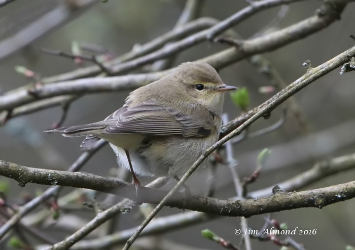 Iberian Chiffchaff