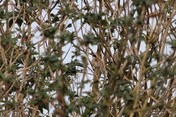 Penduline Tit