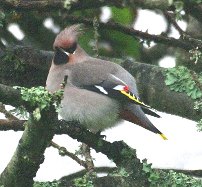 Waxwing