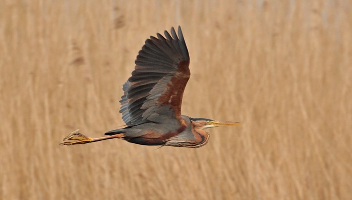 Purple Heron