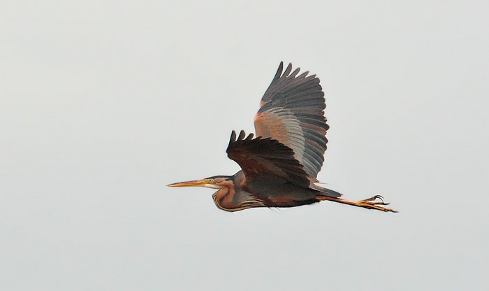 Purple Heron