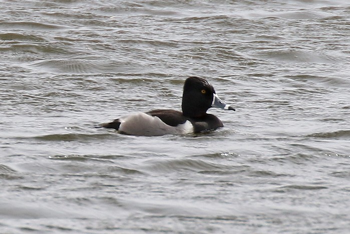Ring-necked Duck