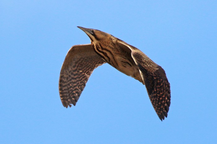 Bittern