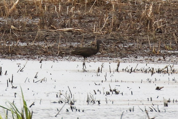 Glossy Ibis