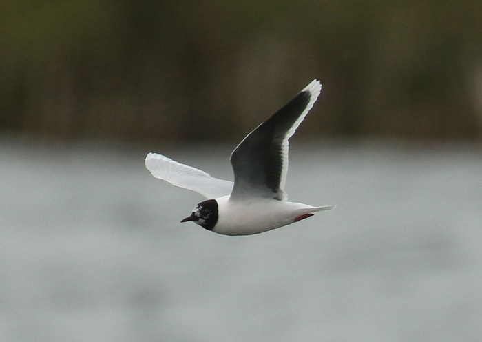 Little Gull