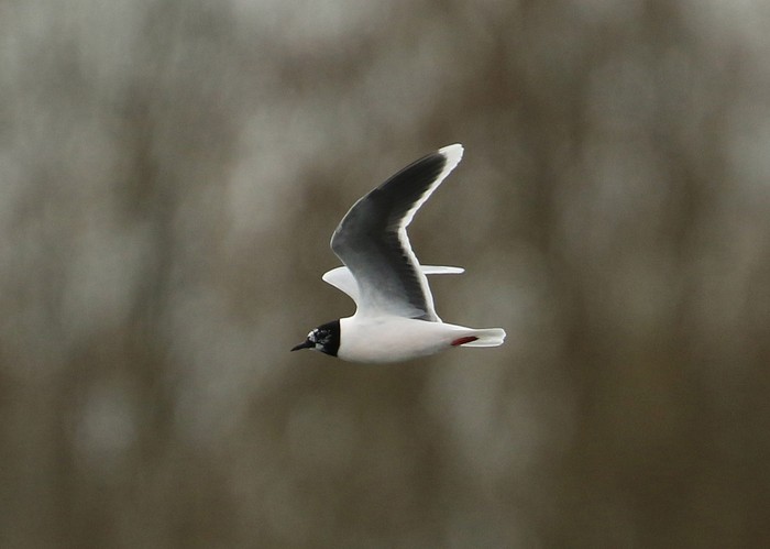 Little Gull