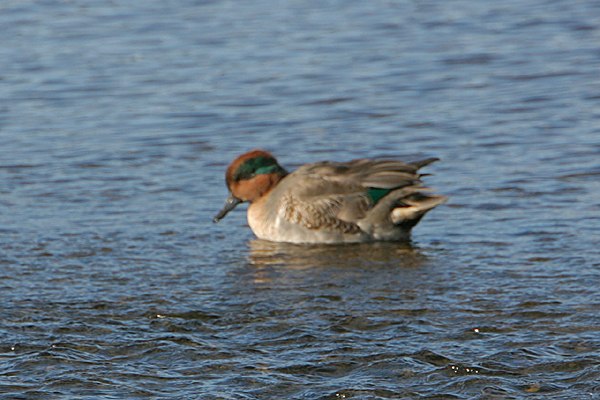 Green-winged Teal