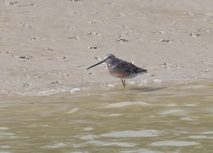 Long-billed Dowitcher