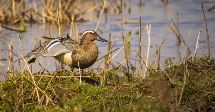 GARGANEY