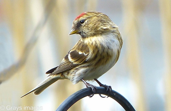 Lesser Redpoll