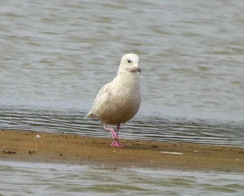 Iceland Gull