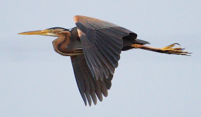 Purple Heron