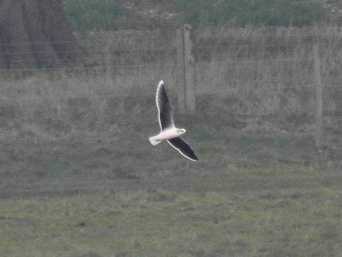 Little Gull